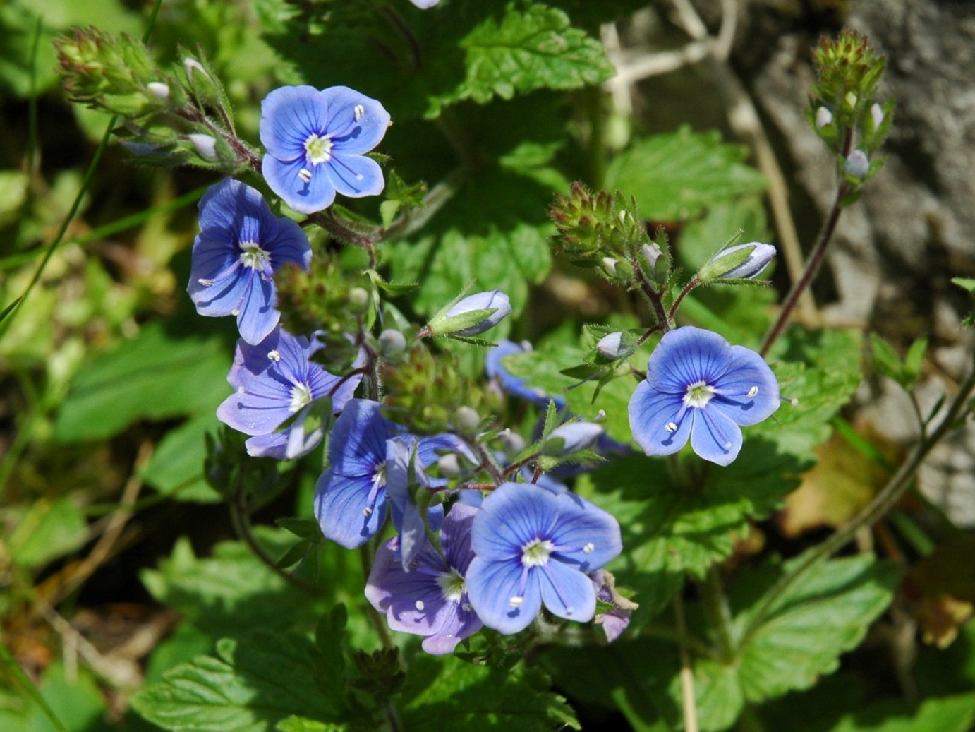 Veronica chamaedrys / Veronica comune